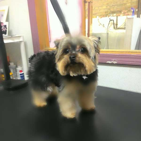 dog grooming chicago