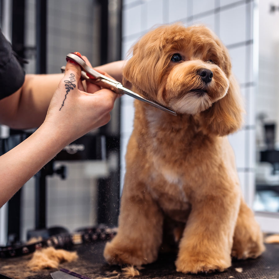 dog grooming insurance