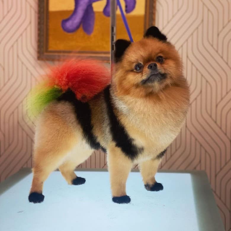 creative dog grooming