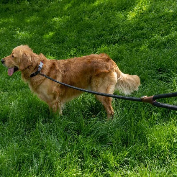 long lead dog leash