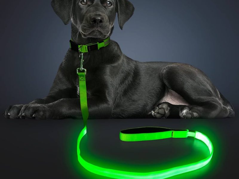 dog leash with light