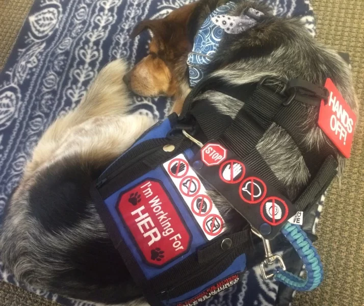 service dog leash wrap