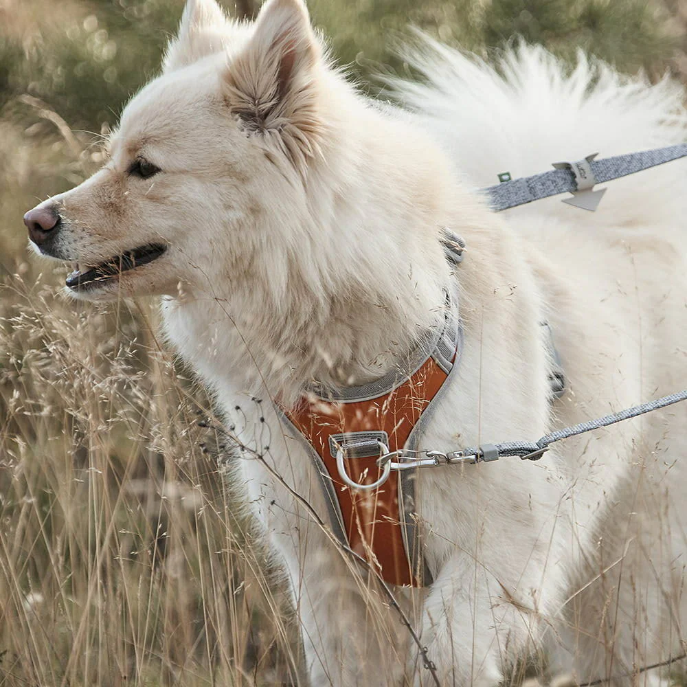 long lead dog leash