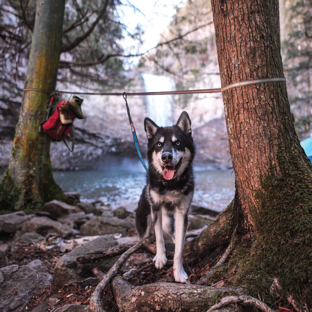 camping dog leash