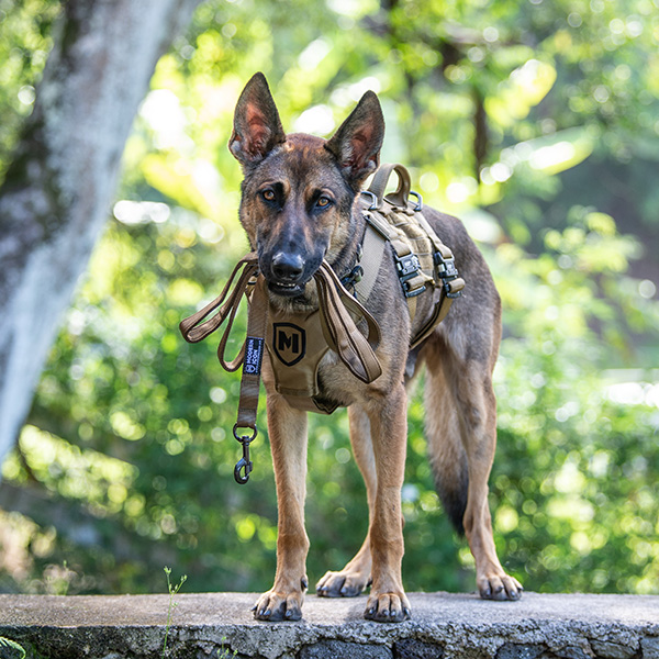 lead dog leash