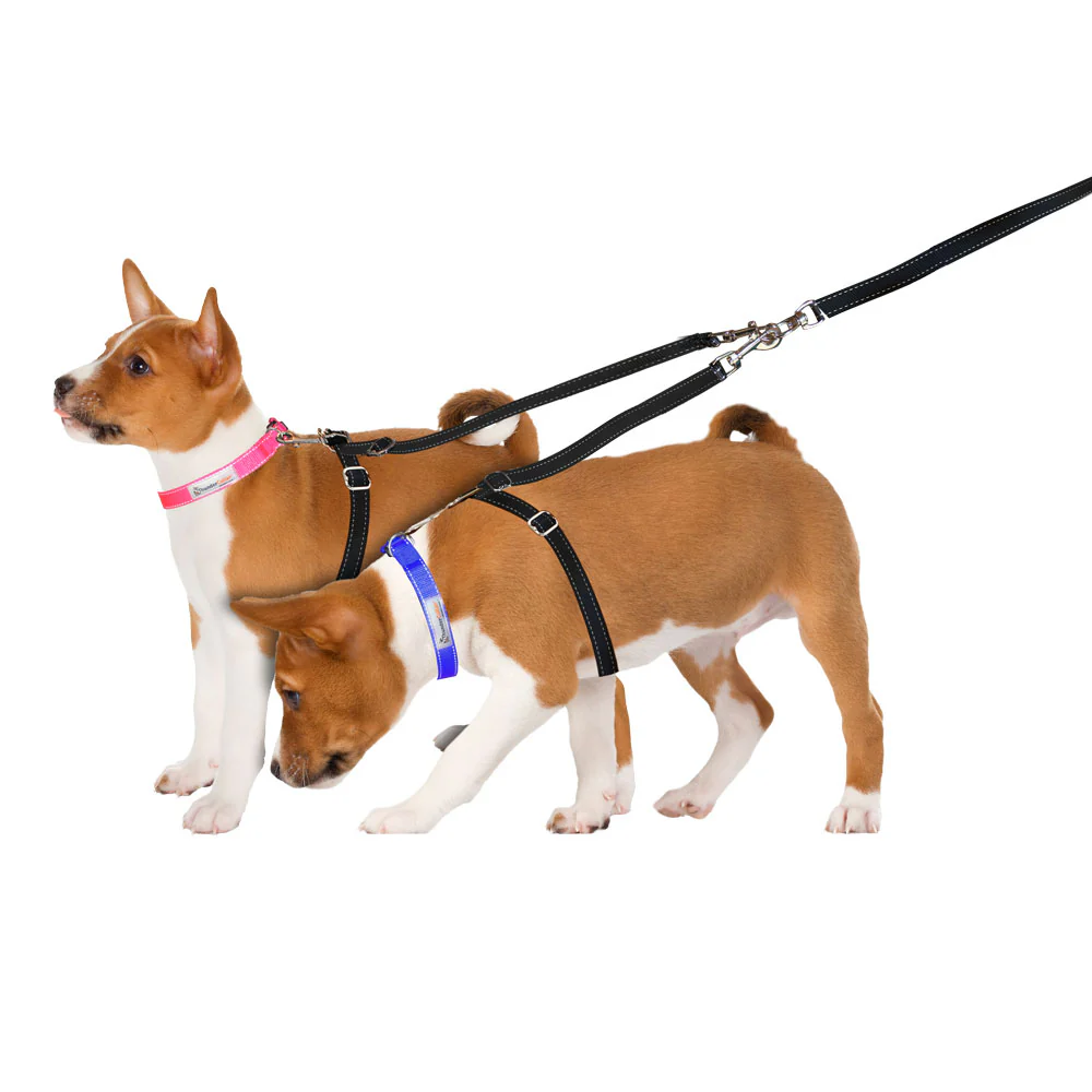 dogs on leash