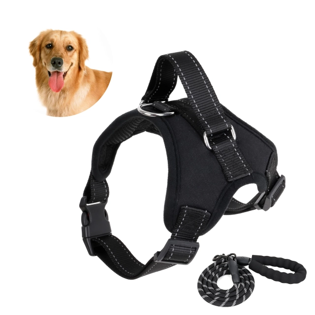 dog leash