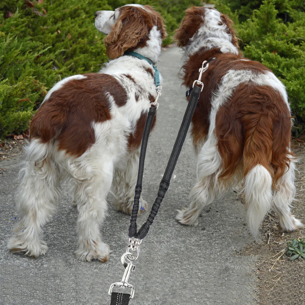 dogs on leash