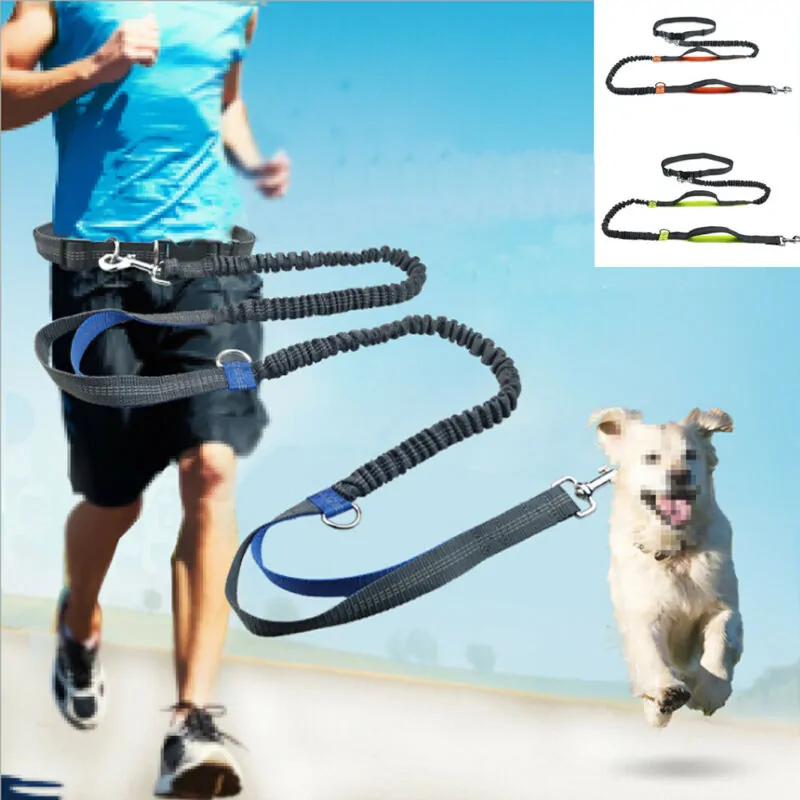 dog leashes