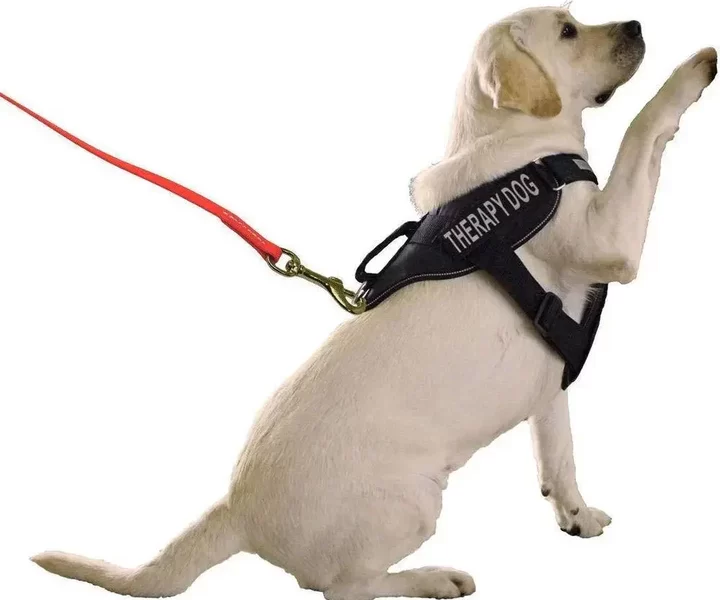 long line dog leash