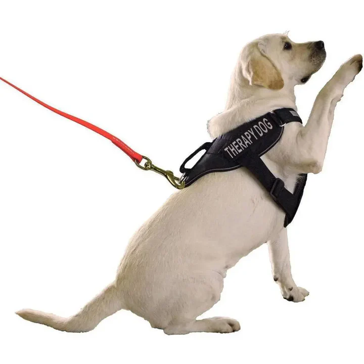 long line dog leash