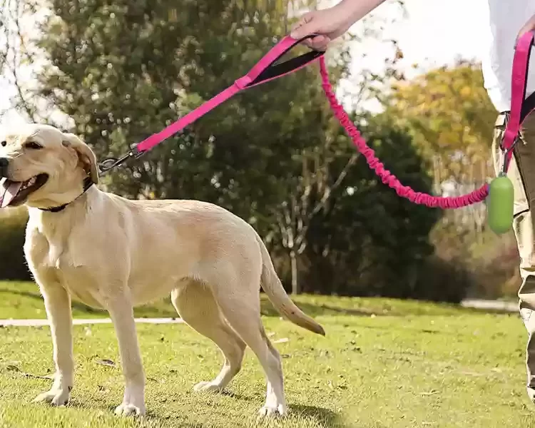 bungee cord dog leash