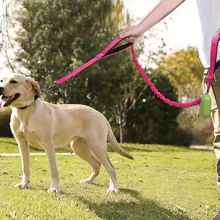 bungee cord dog leash