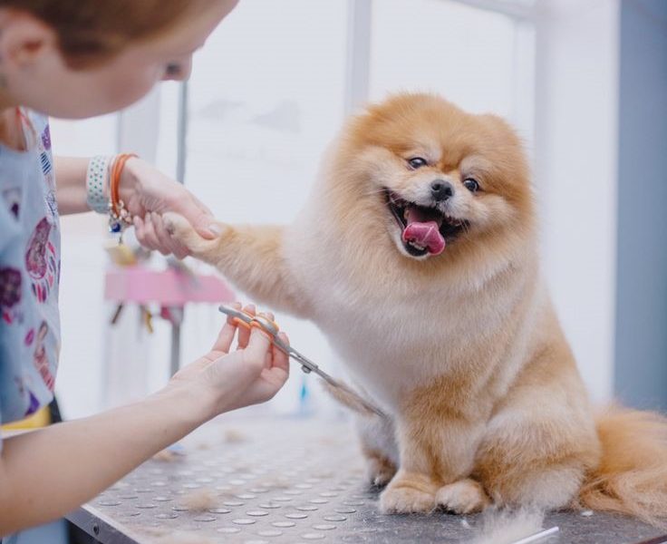 dog groomer