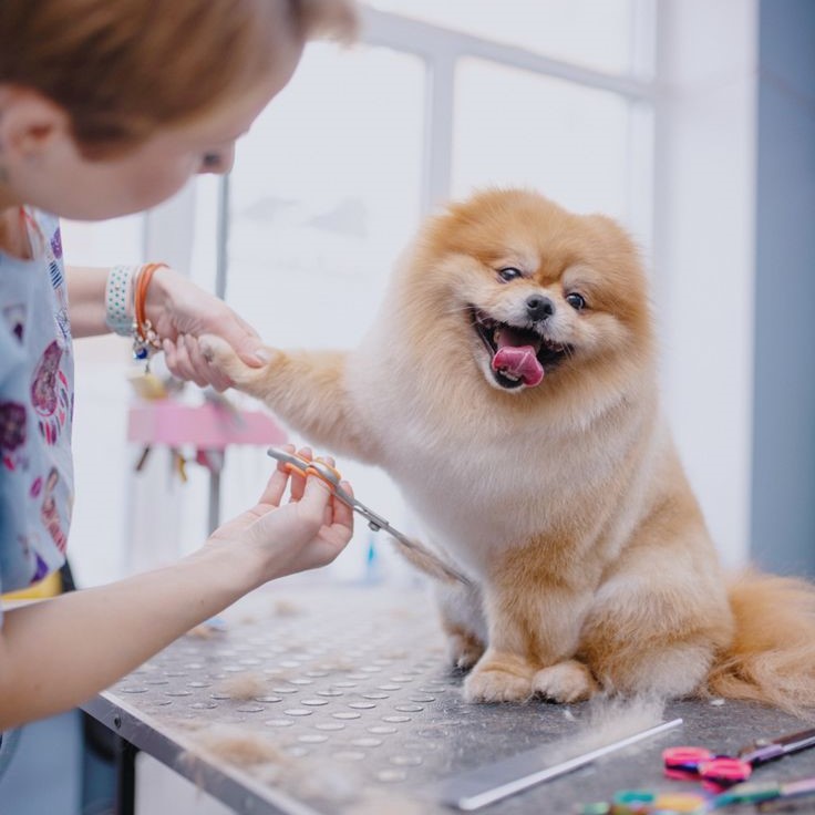 dog groomer