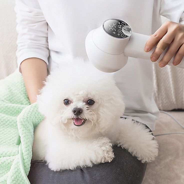 pet grooming tools