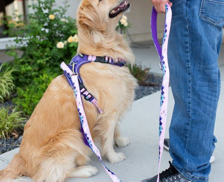 durable long lead dog leash