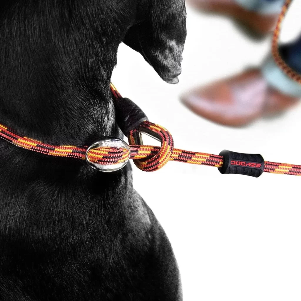 dog leash