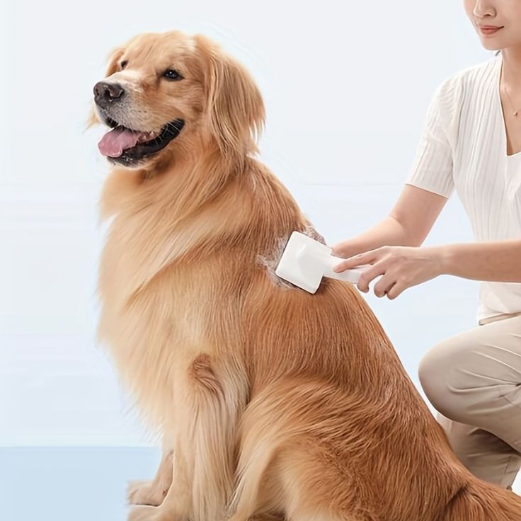 best dog grooming practices