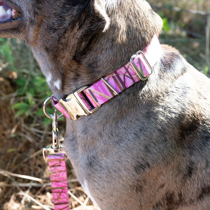 stylish dog leashes