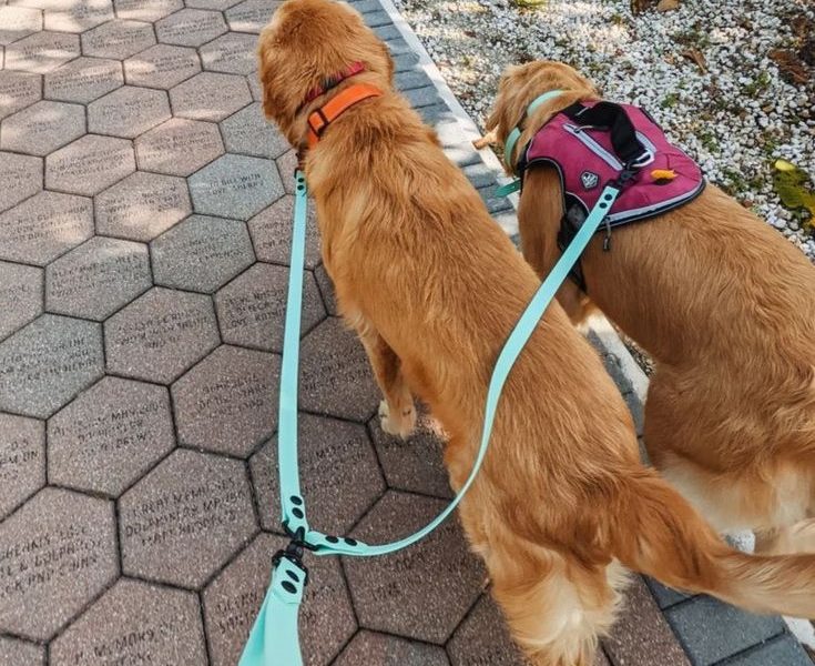 double clip dog leash