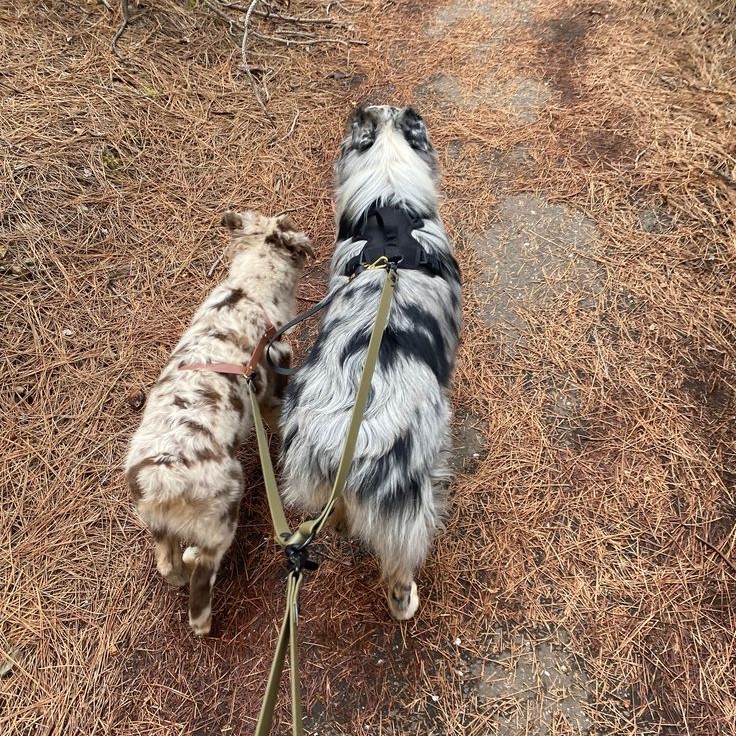 dual attachment dog leash