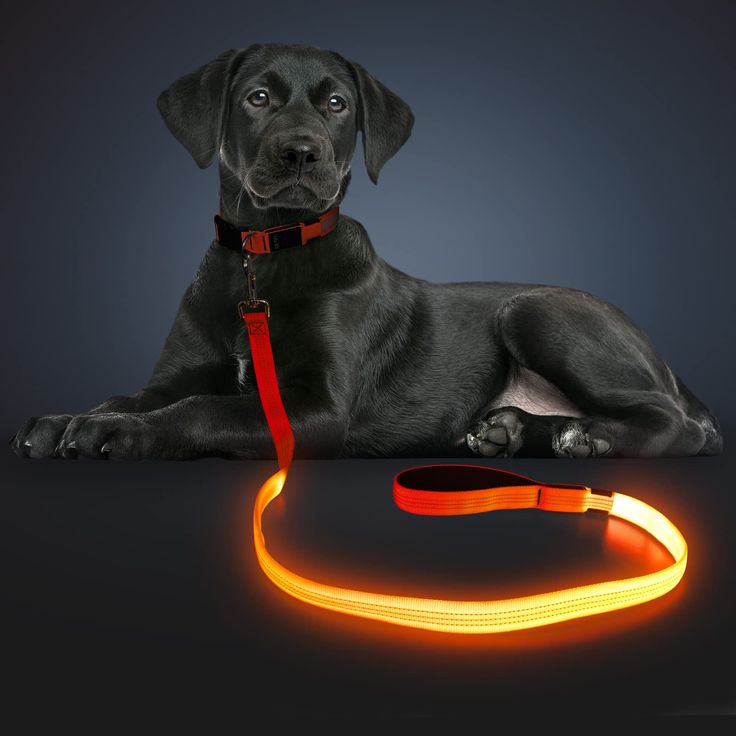 glow in the dark dog leash