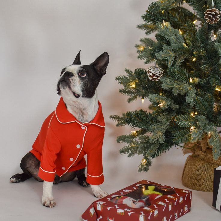 Christmas gifts for dogs