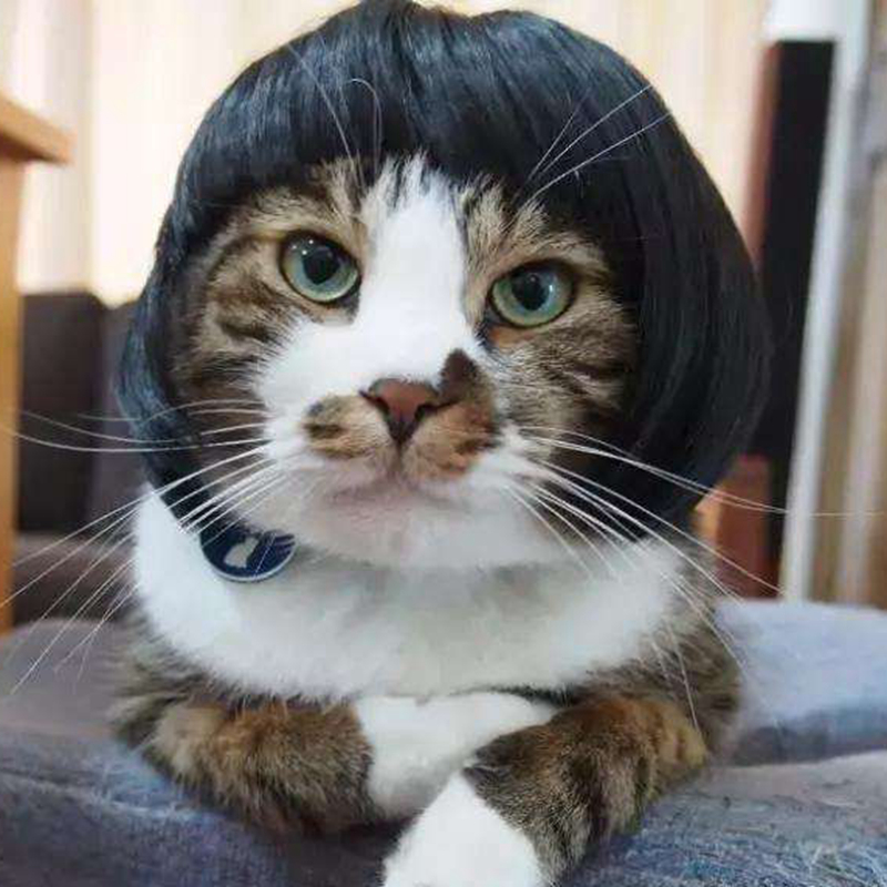 cat wig