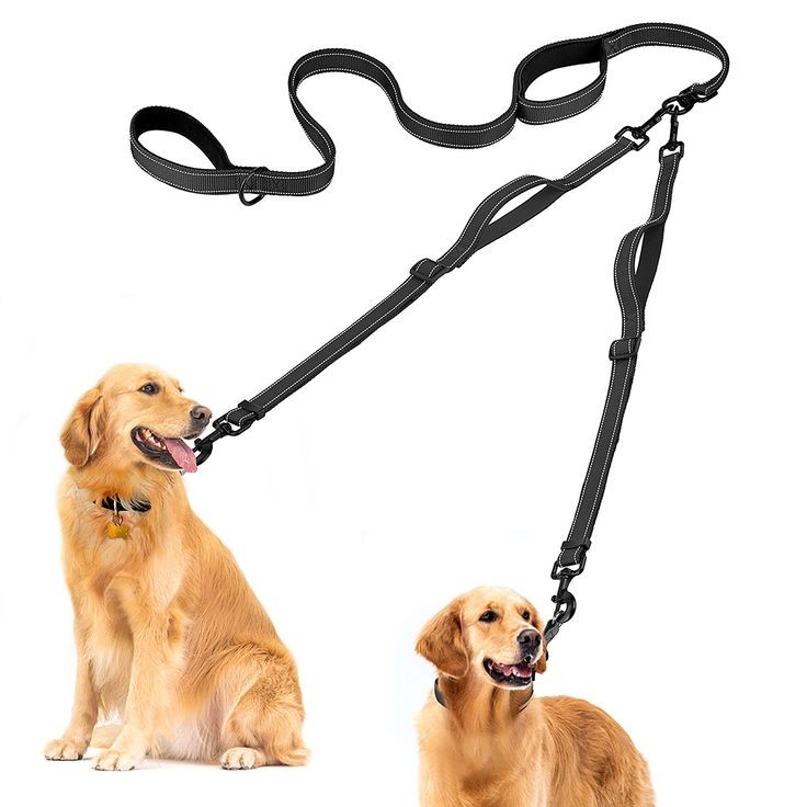 double handle dog leash