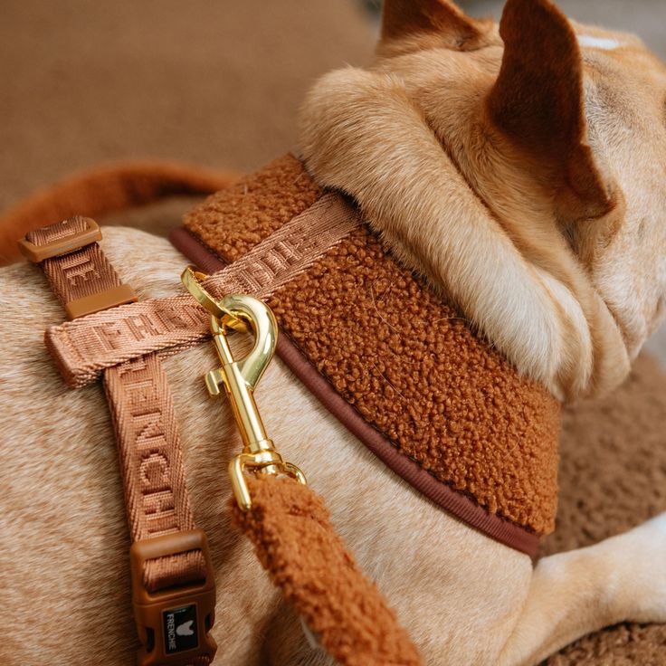 durable dog leash clips