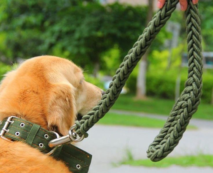 dog leash rope