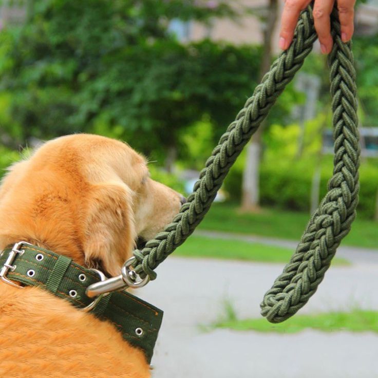 dog leash rope