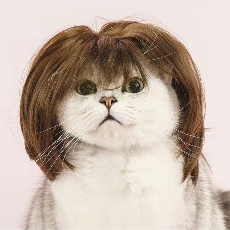 cute cat wig