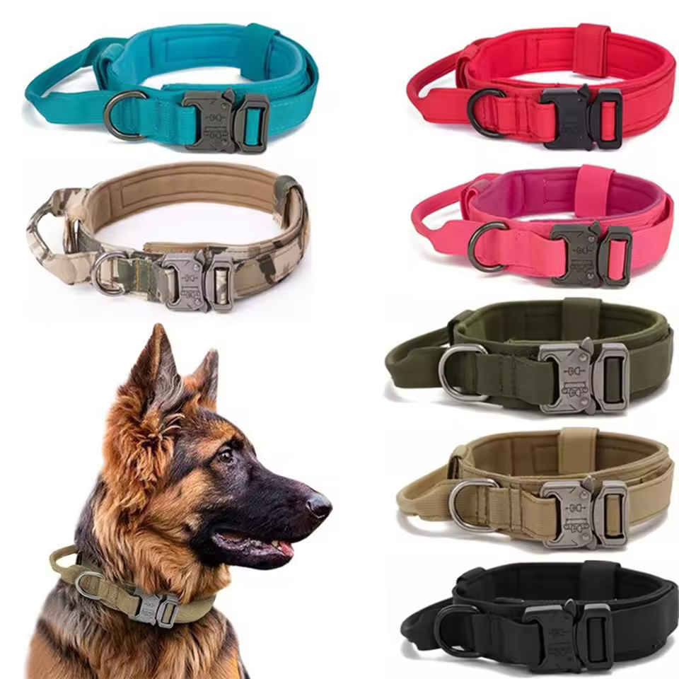long leash dog