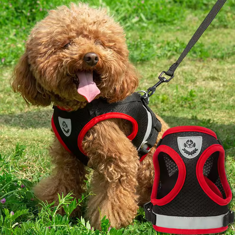 hands free dog leash
