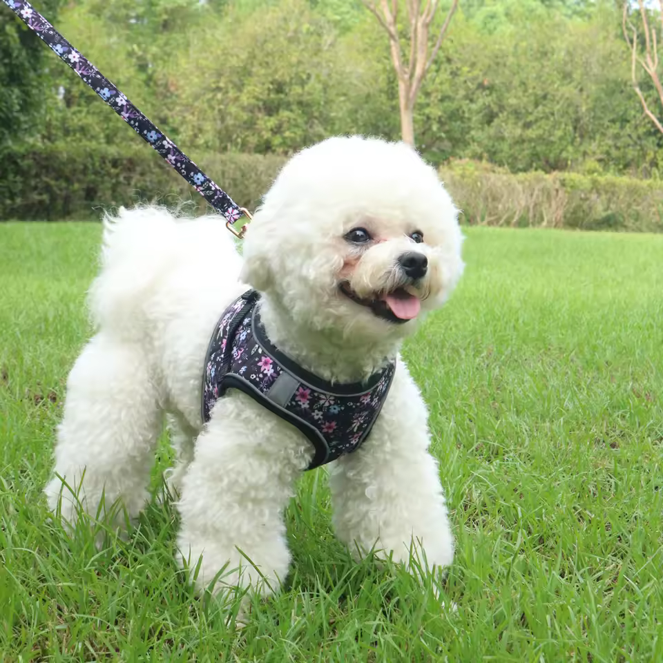 hands free dog leash